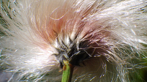 Eriophorum chamissonis (alternate view 4)