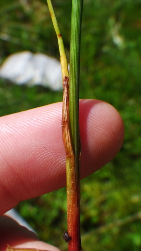 Eriophorum chamissonis (alternate view 5)