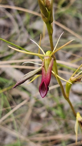 Cryptostylis subulata (Large Tongue Orchid) (alternate view 6)