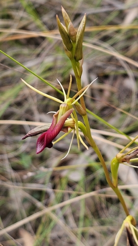 Cryptostylis subulata (Large Tongue Orchid) (alternate view 7)
