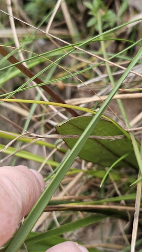 Cryptostylis subulata (Large Tongue Orchid) (alternate view 8)