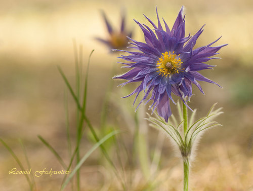 Pulsatilla patens (Eastern Pasque Flower)
