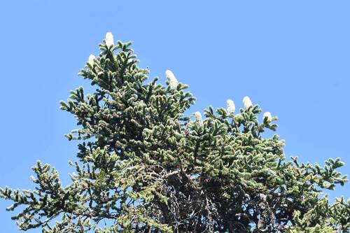 Abies numidica (Algerian Fir) (alternate view 2)