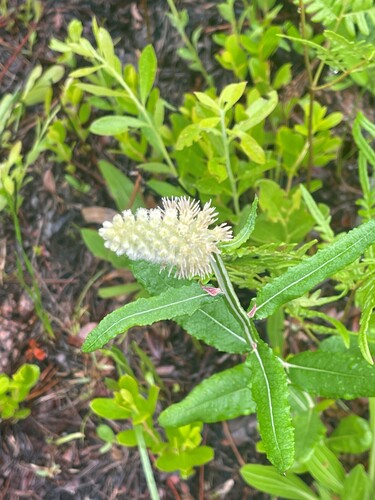 Pterocaulon pycnostachyum (blackroot) (alternate view 2)