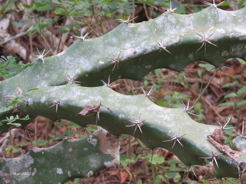 Acanthocereus tetragonus (Fairy Castle Cactus)