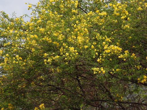 Senna (sennas)