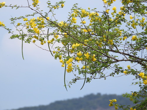 Senna (sennas) (alternate view 2)