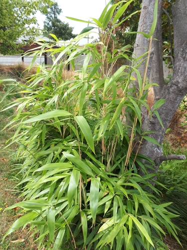 Pseudosasa japonica (Arrow Bamboo)