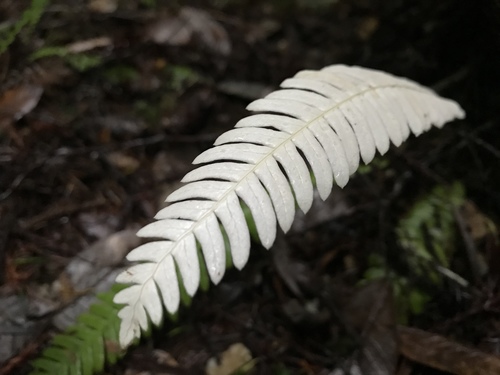 Struthiopteris spicant (deer fern) (alternate view 2)