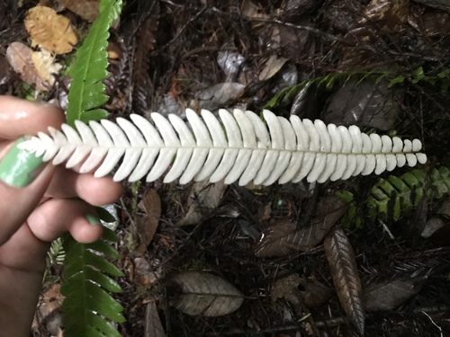 Struthiopteris spicant (deer fern) (alternate view 3)