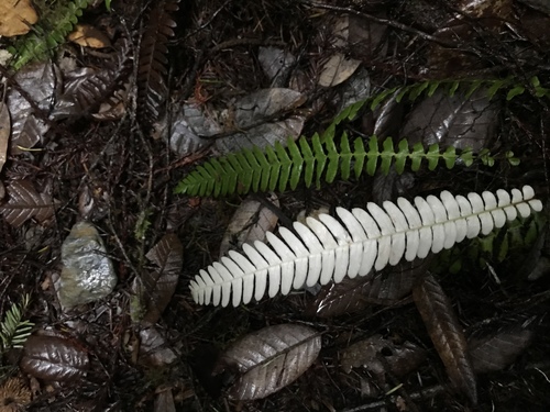 Struthiopteris spicant (deer fern)