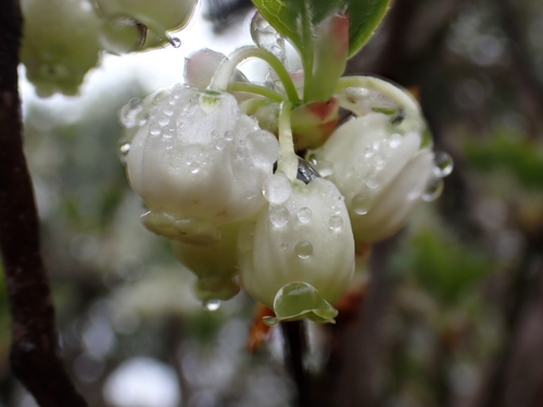 Enkianthus perulatus (White Enkianthus) (alternate view 4)