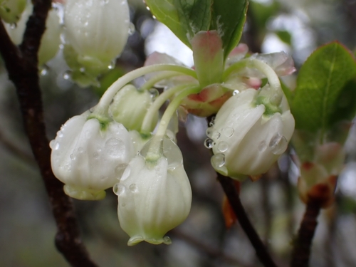 Enkianthus perulatus (White Enkianthus) (alternate view 5)