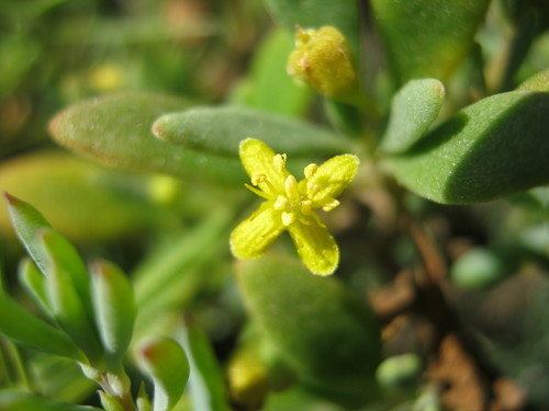 Tetragonia implexicoma (bower spinach) (alternate view 2)