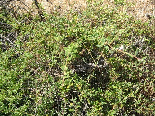 Tetragonia implexicoma (bower spinach) (alternate view 3)