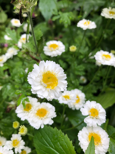 Tanacetum parthenium (feverfew)