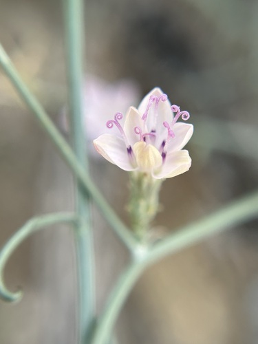 Stephanomeria pauciflora (Brownplume Wirelettuce)