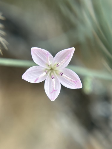 Stephanomeria pauciflora (Brownplume Wirelettuce) (alternate view 3)