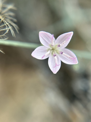 Stephanomeria pauciflora (Brownplume Wirelettuce) (alternate view 2)