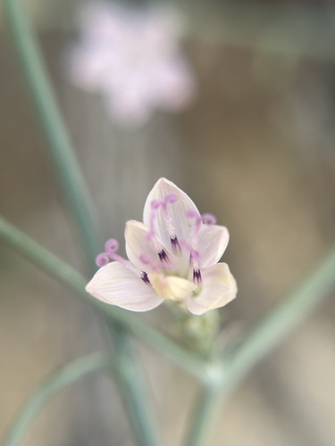 Stephanomeria pauciflora (Brownplume Wirelettuce) (alternate view 4)