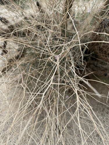 Stephanomeria pauciflora (Brownplume Wirelettuce) (alternate view 5)