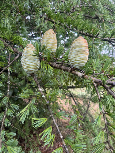 Cedrus deodara (deodar cedar) (alternate view 6)
