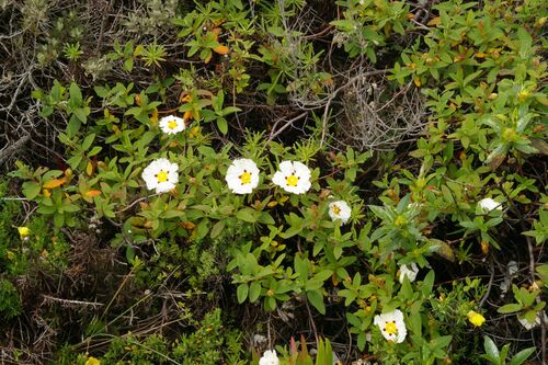 Cistus (Shrubby Rock-roses) (alternate view 5)