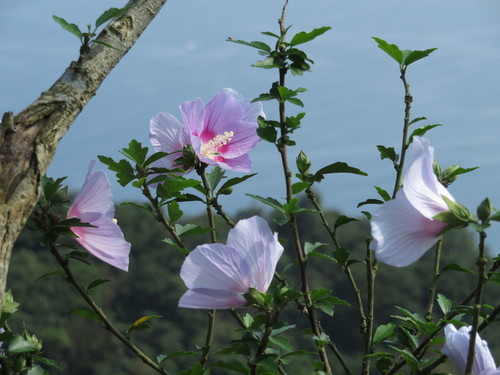 Hibiscus syriacus (Rose of Sharon) (alternate view 3)