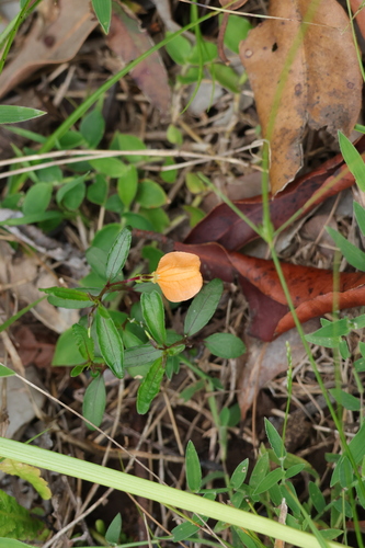 Pigea stellarioides (spade flower) (alternate view 4)
