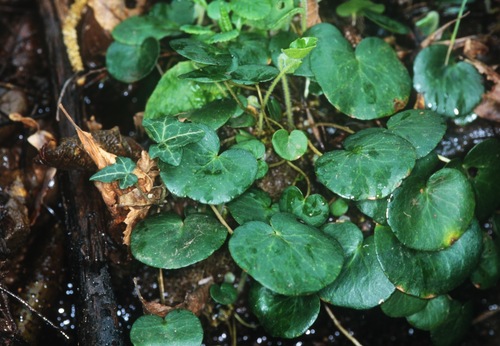 Soldanella villosa (Hairy Snowbell) (alternate view 3)
