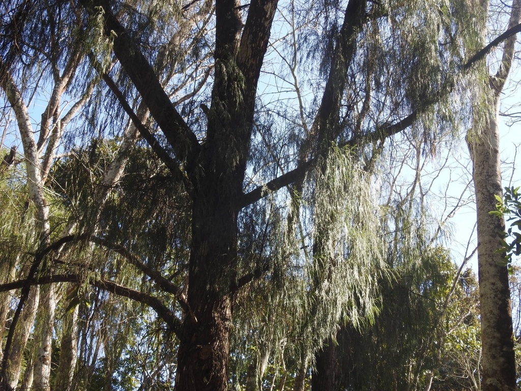 Cupressus funebris, Chinese weeping cypress — upright evergreen (Cupressaceae) (image 4 of 4)