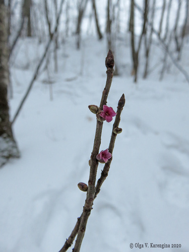 Daphne mezereum (February daphne) (alternate view 9)