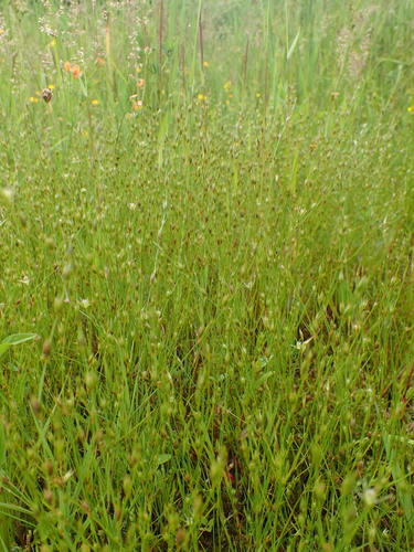 Juncus bufonius (Toad rush)