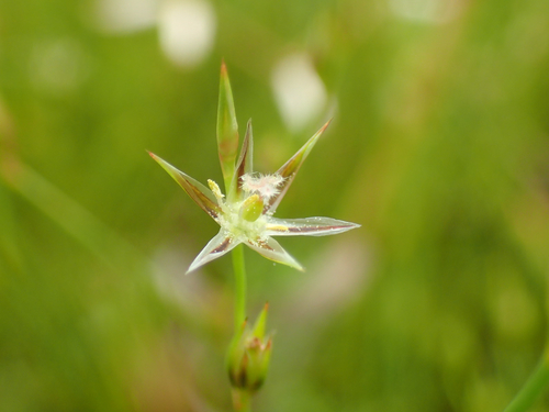 Juncus bufonius (Toad rush)