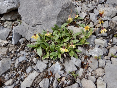 Arnica