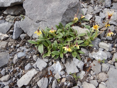 Arnica (alternate view 2)