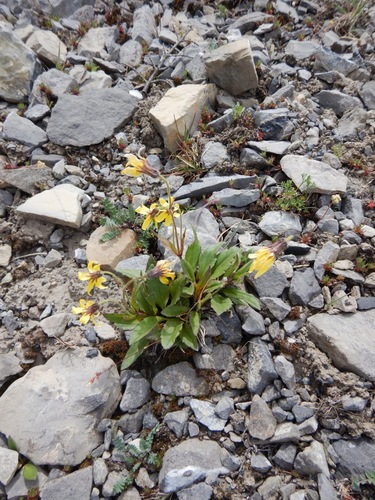 Arnica (alternate view 3)