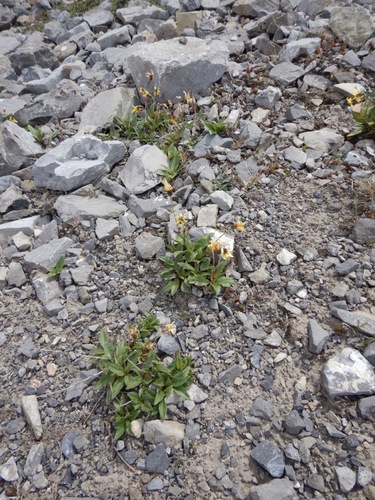 Arnica (alternate view 4)