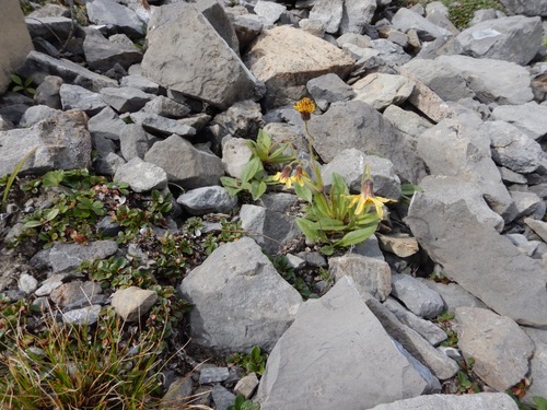 Arnica (alternate view 5)