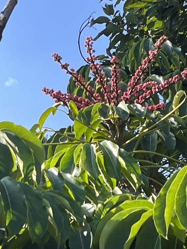 Heptapleurum actinophyllum (Australian Umbrella Tree) (alternate view 3)