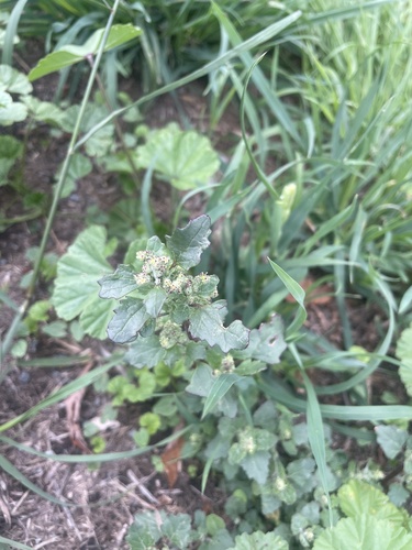 Chenopodiastrum murale (nettle-leaved goosefoot) (alternate view 3)