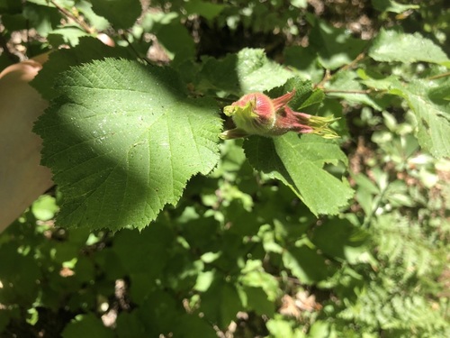 Corylus cornuta var. californica (western hazelnut) (alternate view 5)