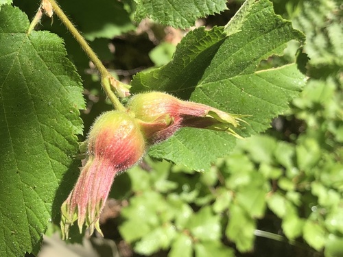 Corylus cornuta var. californica (western hazelnut) (alternate view 4)