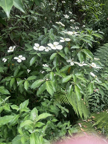 Cornus capitata (Mountain Moon Dogwood Tree) (alternate view 7)