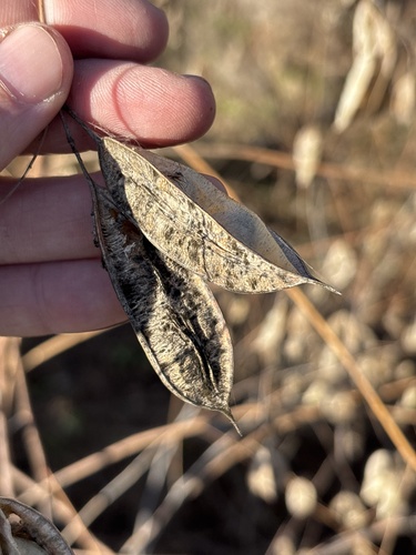 Sesbania vesicaria (Bladder Pod)