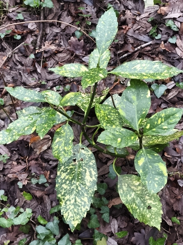 Aucuba japonica (Japanese aucuba) (alternate view 5)