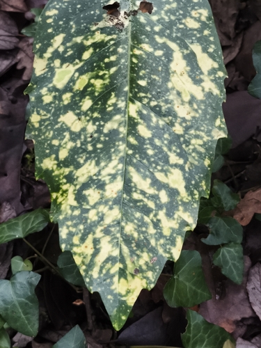 Aucuba japonica (Japanese aucuba) (alternate view 6)