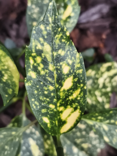 Aucuba japonica (Japanese aucuba) (alternate view 7)