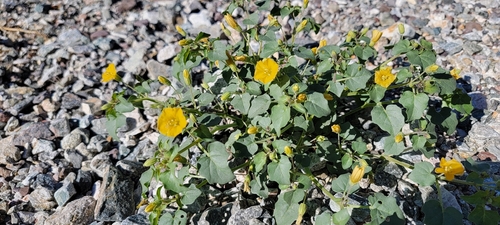 Physalis crassifolia (Thickleaf Groundcherry)
