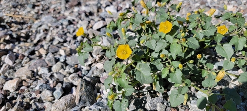Physalis crassifolia (Thickleaf Groundcherry) (alternate view 2)